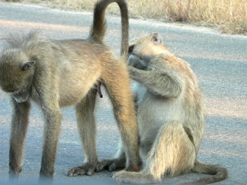 JAR 327_pav.JPG - S jakou chutí se mu hrabe v zadku.